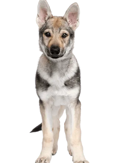 Tschechoslowakischer-Wolfhund-6
