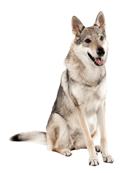 Tschechoslowakischer-Wolfhund-4