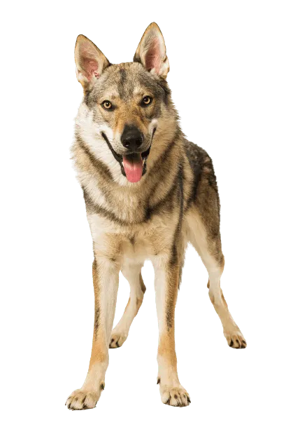 Tschechoslowakischer-Wolfhund-5