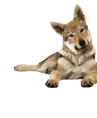 Tschechoslowakischer-Wolfhund-2