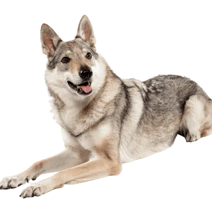 Tschechoslowakischer-Wolfhund-3