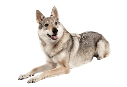 Tschechoslowakischer-Wolfhund-3