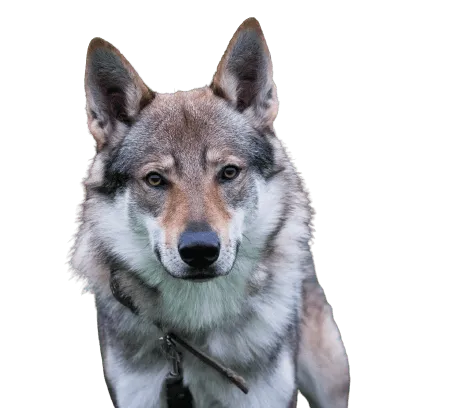 Bild für Tschechoslowakischer Wolfhund