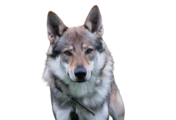 Tschechoslowakischer Wolfhund Bild