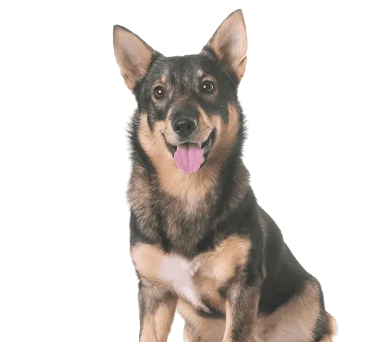 Västgötaspets Bild