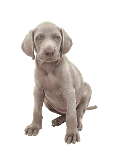 Weimaraner Puppy