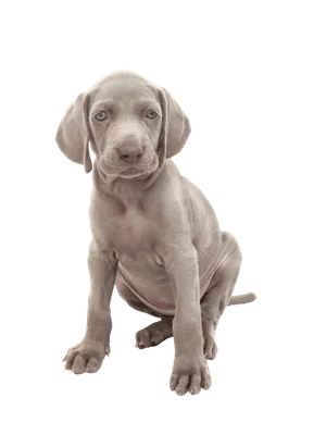 Weimaraner Puppy