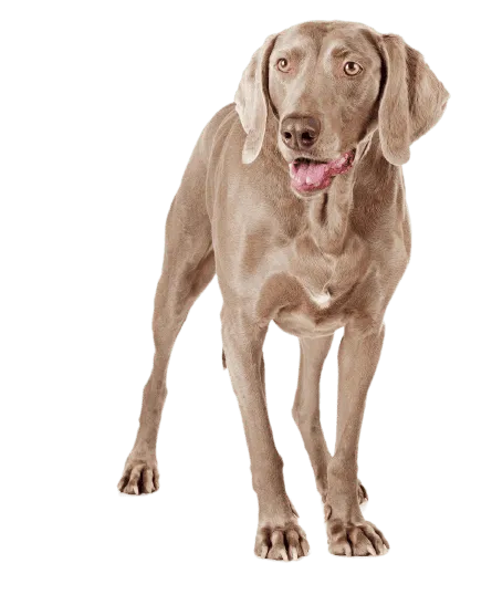 Weimaraner 1
