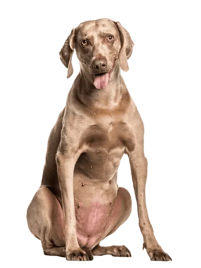 Weimaraner Senior