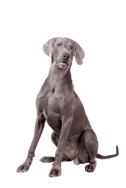 Weimaraner Adult