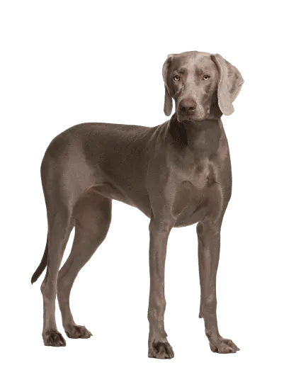 Weimaraner