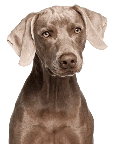 Weimaraner Bild