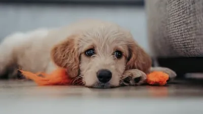 Welpe Golden Retriever