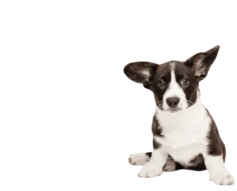 Welsh Corgi Cardigan