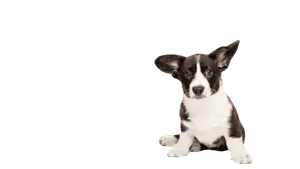 Welsh Corgi Cardigan