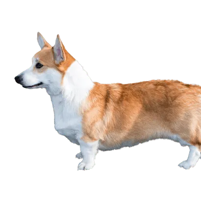 Welsh Corgi Cardigan