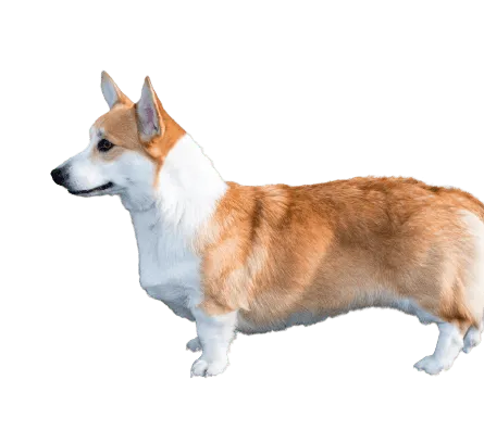 Welsh Corgi Cardigan