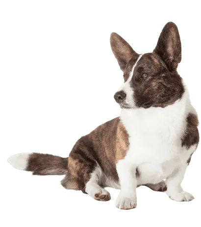Welsh Corgi Cardigan