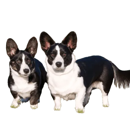 Welsh Corgi Cardigan