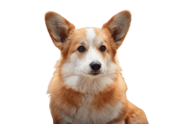 Welsh Corgi Cardigan Bild