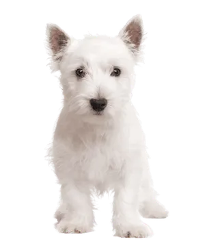 West Highland White Terrier (6)
