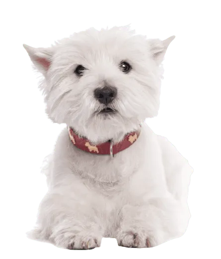 West Highland White Terrier (2)