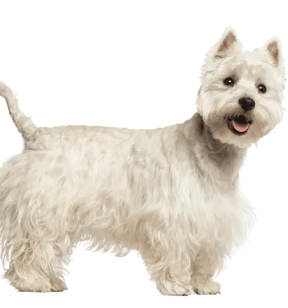 West Highland White Terrier (5)
