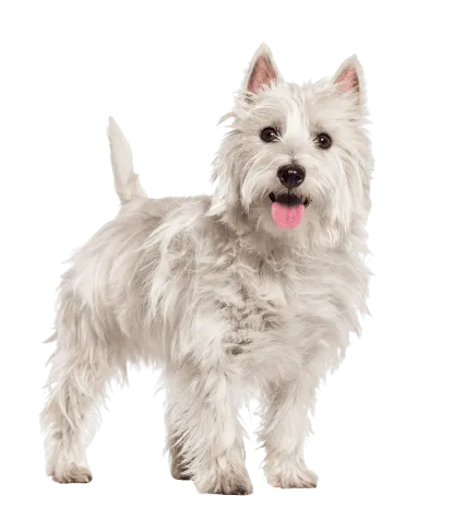 West Highland White Terrier (3)