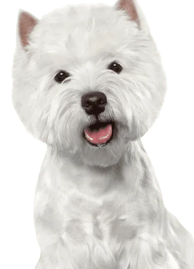 Bild für West Highland White Terrier