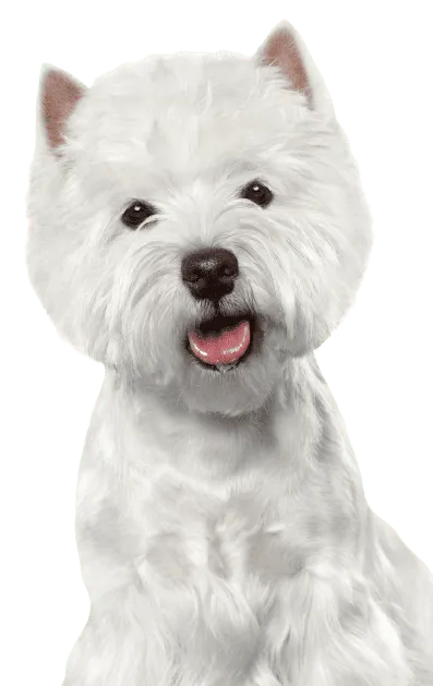 West Highland White Terrier Bild