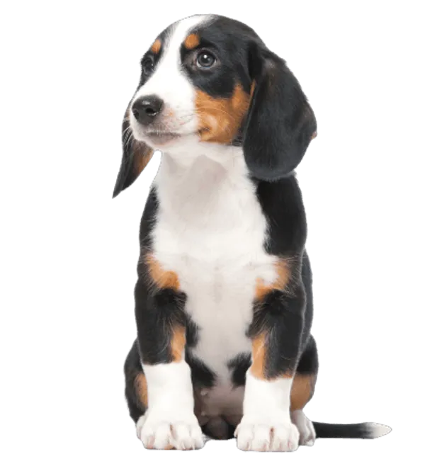 Westfälische Dachsbracke Bild