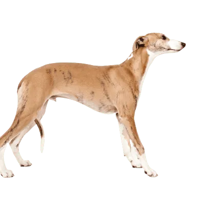 Whippet (1)