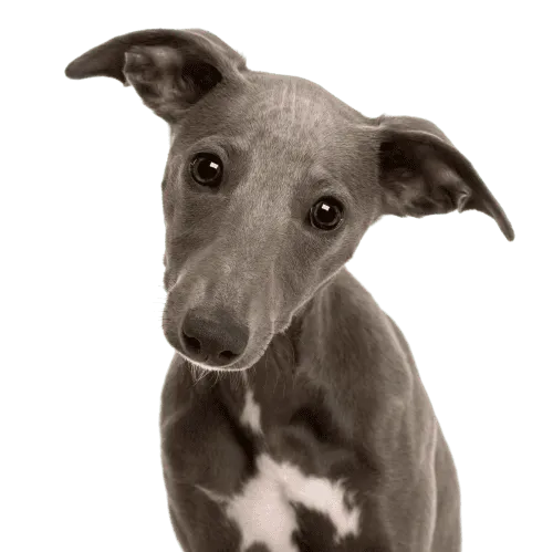 Whippet Bild