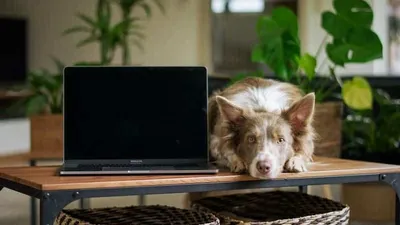 Hund auf der Arbeit