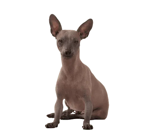Xoloitzcuintle