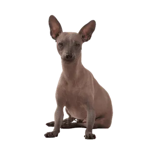 Xoloitzcuintle