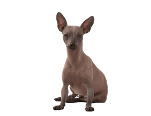 Xoloitzcuintle