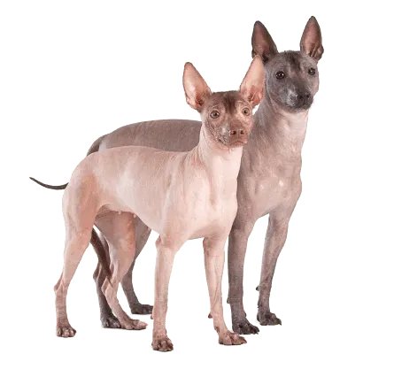 Xoloitzcuintle