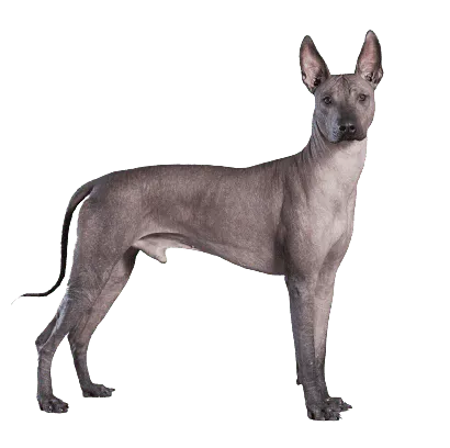 Xoloitzcuintle