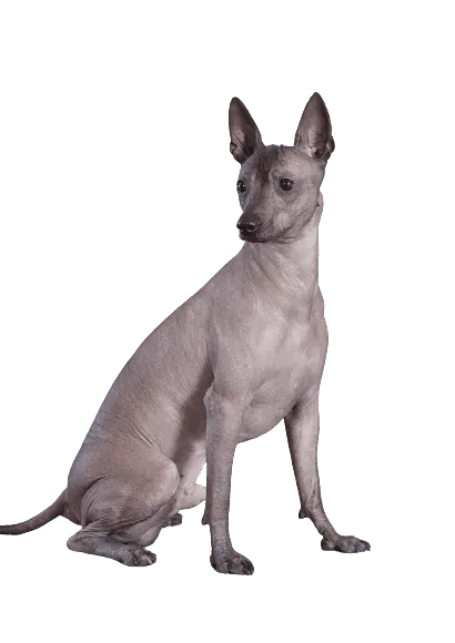 Xoloitzcuintle