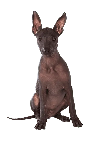 Xoloitzcuintle