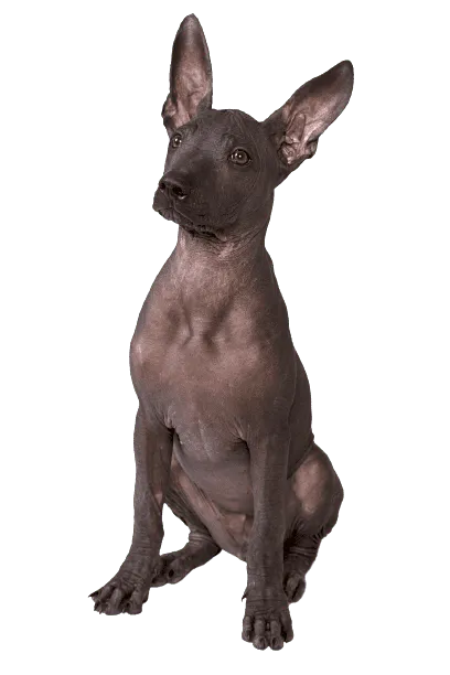 Xoloitzcuintle Bild