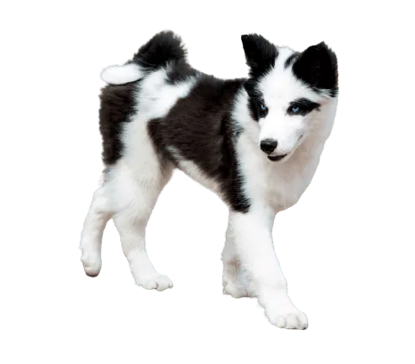 Yakutskaya Laika