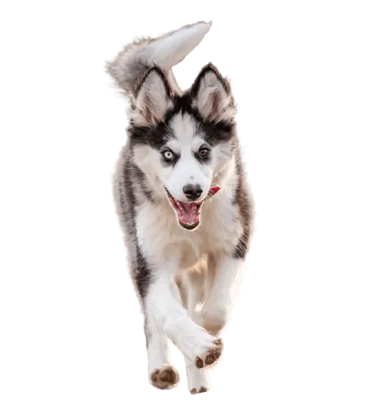 Yakutskaya Laika