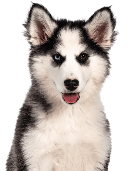 Yakutskaya Laika Bild
