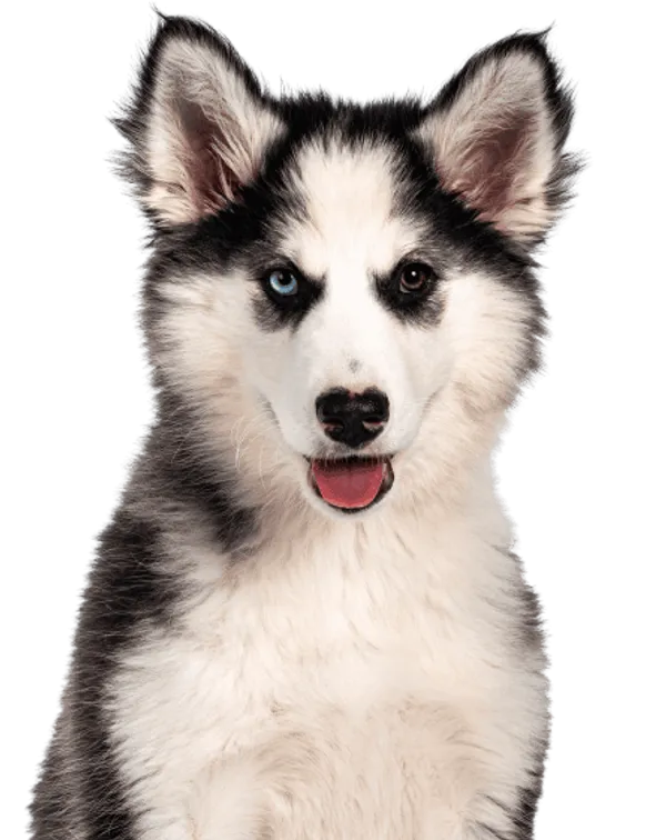 Yakutskaya Laika Bild