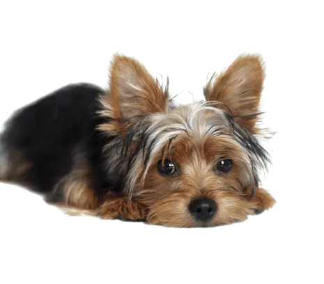 Yorkshire Terrier Bild 1