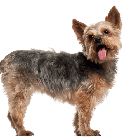 Yorkshire Terrier Bild 3