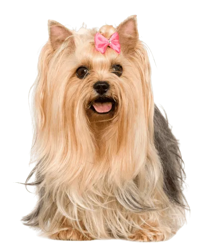 Yorkshire Terrier Bild 5