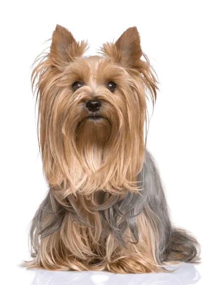 Yorkshire terrier 4